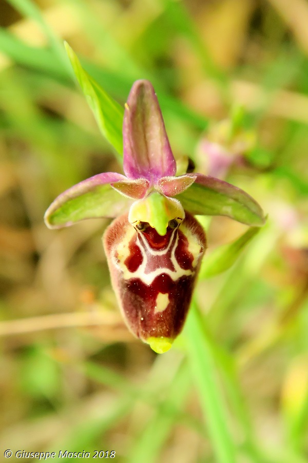 Ophrys oxyrrhynchos subsp. ingrassiae